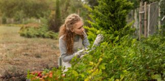 Рецепт дієвого добрива з аскорбінової кислоти в домашніх умовах