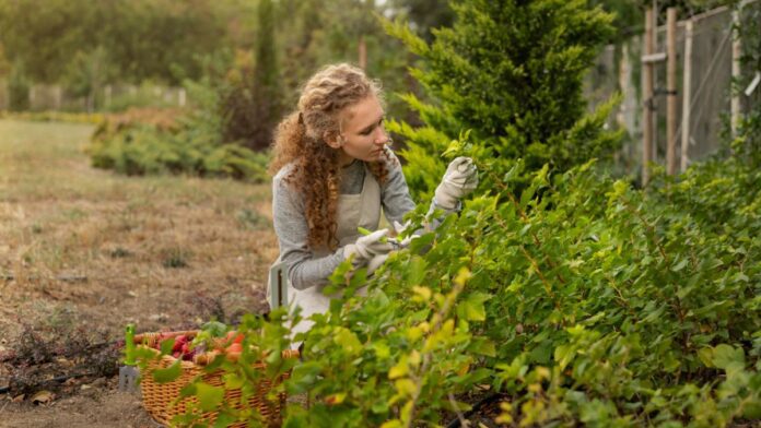 Рецепт дієвого добрива з аскорбінової кислоти в домашніх умовах