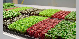 Город на підвіконні