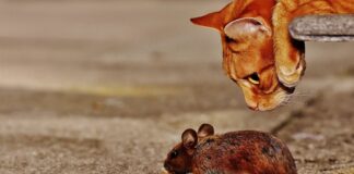 Як позбутись від мишей