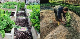 Фермер розповів, як своїми руками зробити мульчу