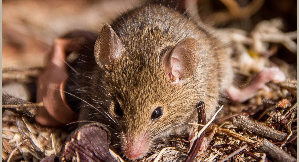 Повилітають як ошпарені: як гуманно і без електронних відлякувачів позбутися від мишей в сараї 