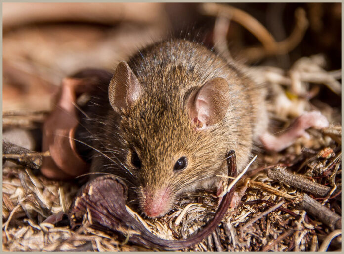 Від мишей можна позбутися й гуманно