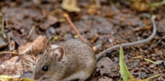 Як позбутися мишей з ділянки назавжди 