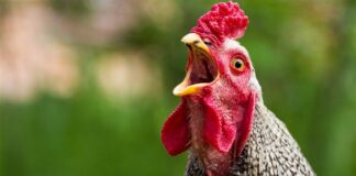Фермер назвав підкормку для курки, яка збільшить приріст яєць