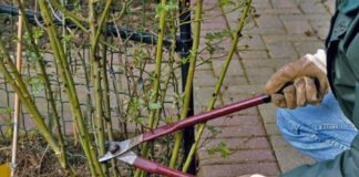 Дачники розповіли, які рослини не можна обрізати восени