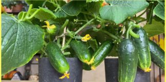 Ці сорти огірків прогодували всю родину: збираю врожай відрами навіть у посушливу погоду влітку