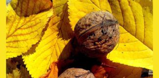 Опале листя горіха - цінний ресурс для саду та городу