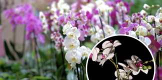 Експерти назвали оптимальні умови для стимуляції квіту орхідеї