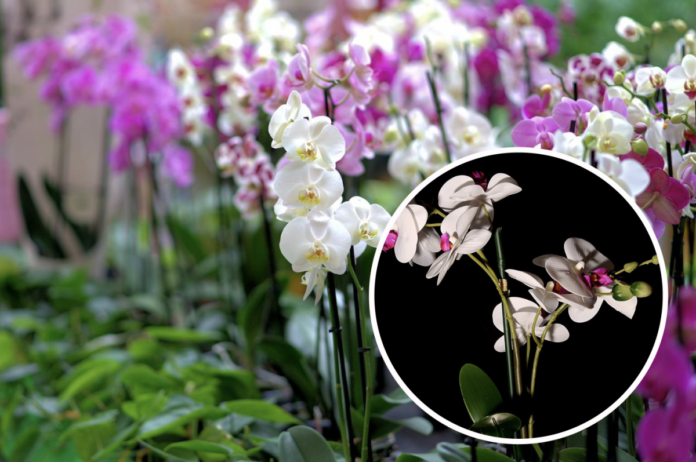 Експерти назвали оптимальні умови для стимуляції квіту орхідеї