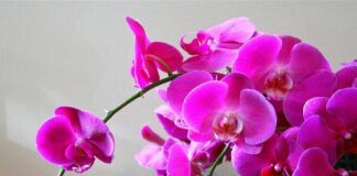 Садівники розповіли, звідки беруться липкі краплі 