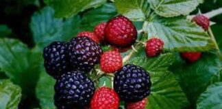 Садівники поділились рецептом підживлення для ожини в липні