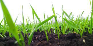 Езотерик назвав дати у лютому, у які небажано займатися городництвом