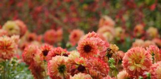 Чому жоржини мають бути на вашій клумбі