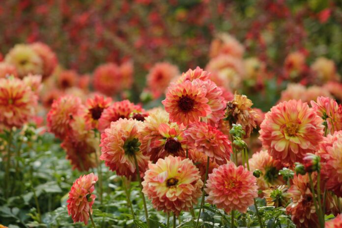 Чому жоржини мають бути на вашій клумбі