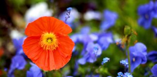 Чому не цвітуть фіалки: 2 основні причини та їх вирішення