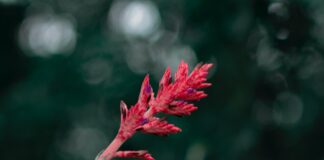 Яку рослину посадити вдома для очищення повітря 