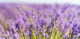 Як правильно збирати та сушити лаванду 