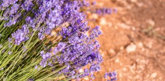 Як без зайвого клопоту виростити лавандове дерево з насіння