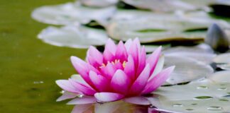 Які рослини краще не садити на своїй ділянці восени