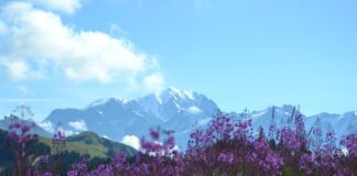 Садівники розповіли, як можна захистити лаванду від заморозків 