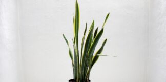 Добриво для рослин на основі соди