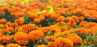 Садівник розповів, як вирощувати чорнобривці для пишного квіту