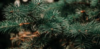 Садівники розповіли, які рослини треба вкривати перед заморозками 