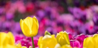 Що посадити в листопаді перед сильними морозами