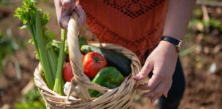 Як виростити кореневу селеру восени