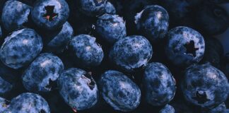 Агроном назвав найефективніший метод поливу лохини для родючості