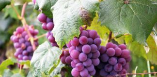Експерти назвали, як доглядати за гронами винограду у серпні
