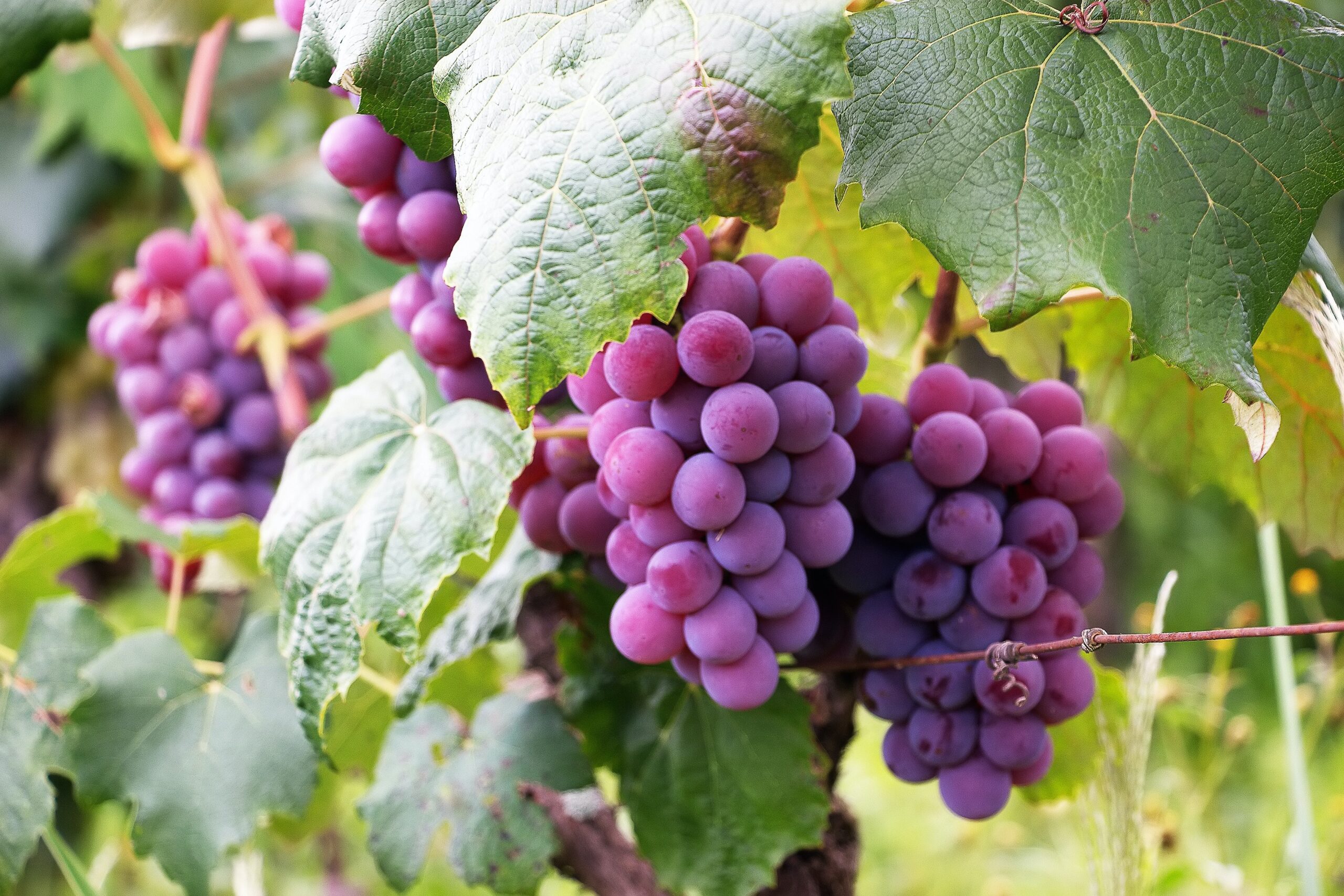 5 головних дій під час осіннього догляду з виноградом