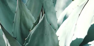 Яку рослину посадити вдома, щоб завжди водилися гроші