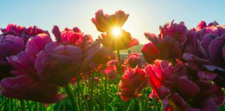 Чим можна підживити тюльпани: поради від досвідчених 