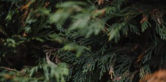 Про які дерева краще раз і назавжди забути на своїй ділянці