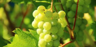 Чим підживити виноград, щоб уникнути хвороб