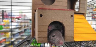 Як боротися з гризунами гуманними методами