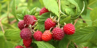 Найкраще підживлення для фруктових кущів восени