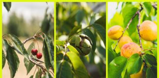 Обрізка дерев - важливий аспект догляду за садом