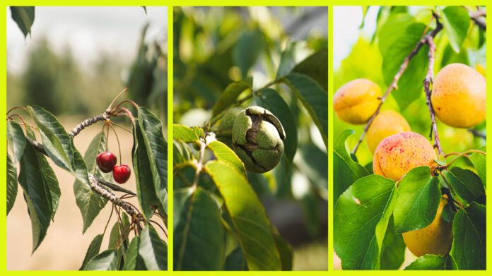 Обрізка дерев - важливий аспект догляду за садом