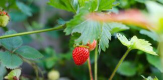 За полуницею восени потрібен особливий догляд