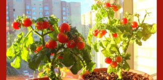 Цей сорт помідорів вирощую на підвіконні