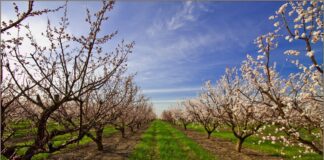 Що не варто садити на одній ділянці з плодовими деревами