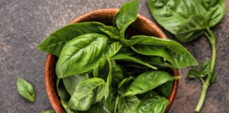 Городник розповів, як виростити на підвіконні базилік