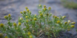 Як дізнатись склад ґрунту