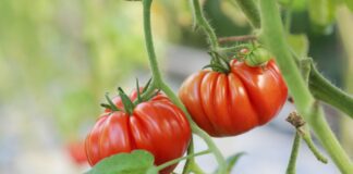 Городники назвали найкращі сидерати для висадки під томатами