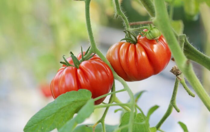 Городники назвали найкращі сидерати для висадки під томатами