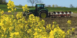 Городник розповів, який сидерат слід посіяти перед заморозками