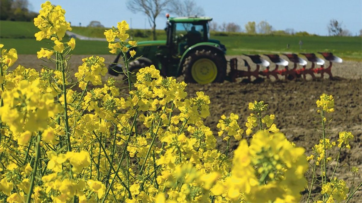 Городник розповів, який сидерат слід посіяти перед заморозками